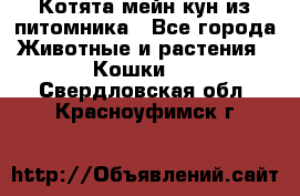 Котята мейн-кун из питомника - Все города Животные и растения » Кошки   . Свердловская обл.,Красноуфимск г.